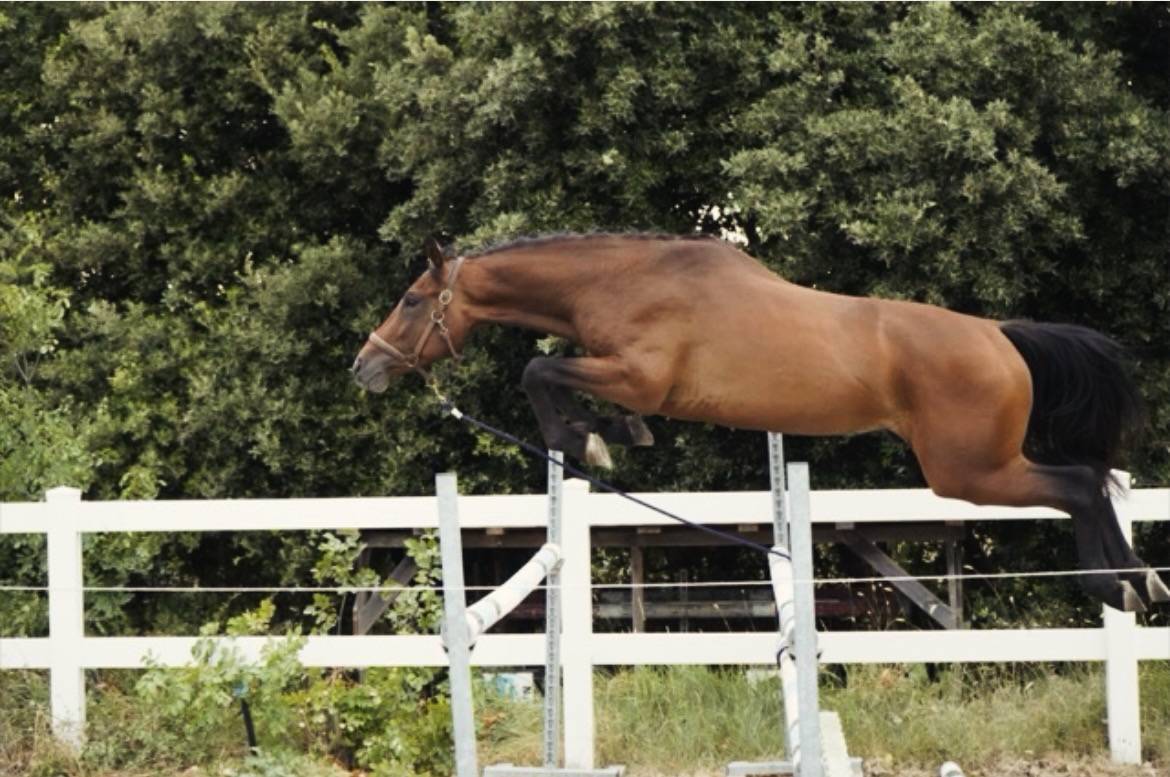 Semental Cheval de Selle Italien En venta 2023 Bayo por MYLORD CARTHAGO