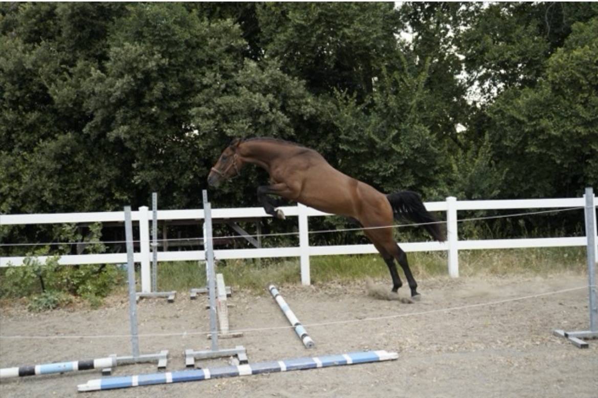 Semental Cheval de Selle Italien En venta 2023 Bayo por MYLORD CARTHAGO