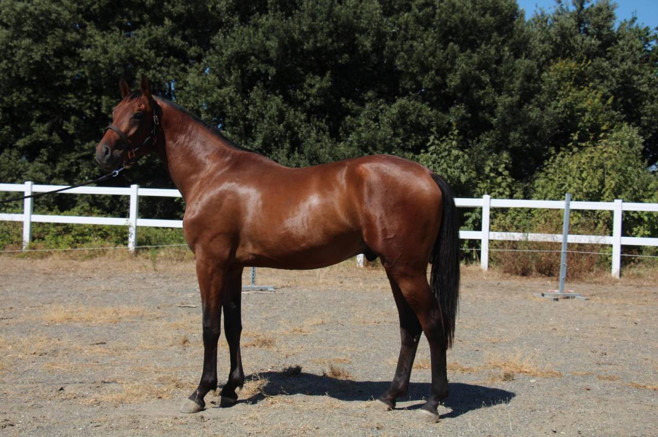 Semental Cheval de Selle Italien En venta 2023 Bayo por MYLORD CARTHAGO