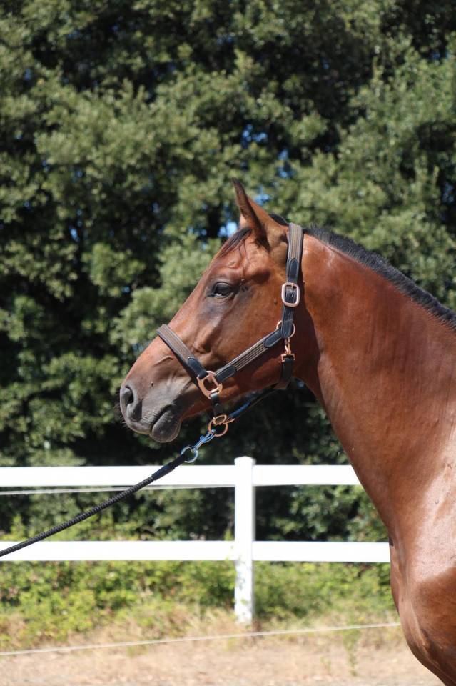 Semental Cheval de Selle Italien En venta 2023 Bayo por MYLORD CARTHAGO