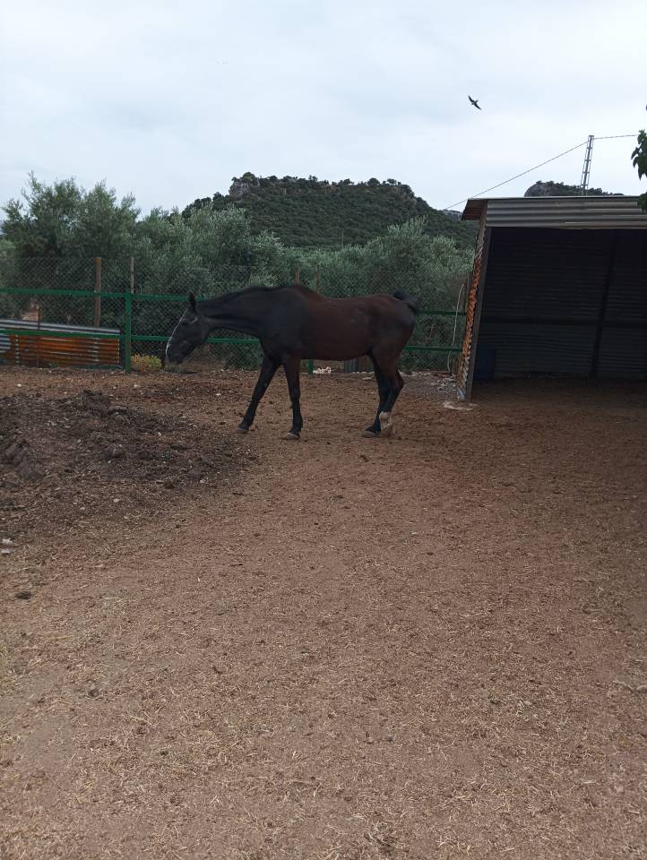 Caballo cruzado 