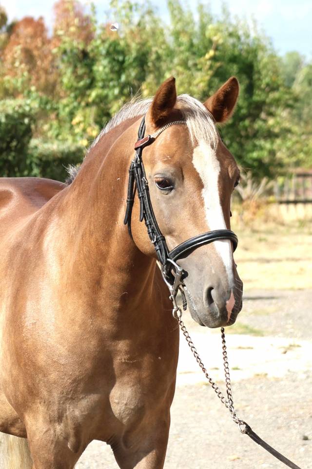 Caballo castrado PFS Poni Fran&ccedil;&eacute;s de Silla En venta 2021 Pelo de vaca por ACHILLE DE ST GERY
