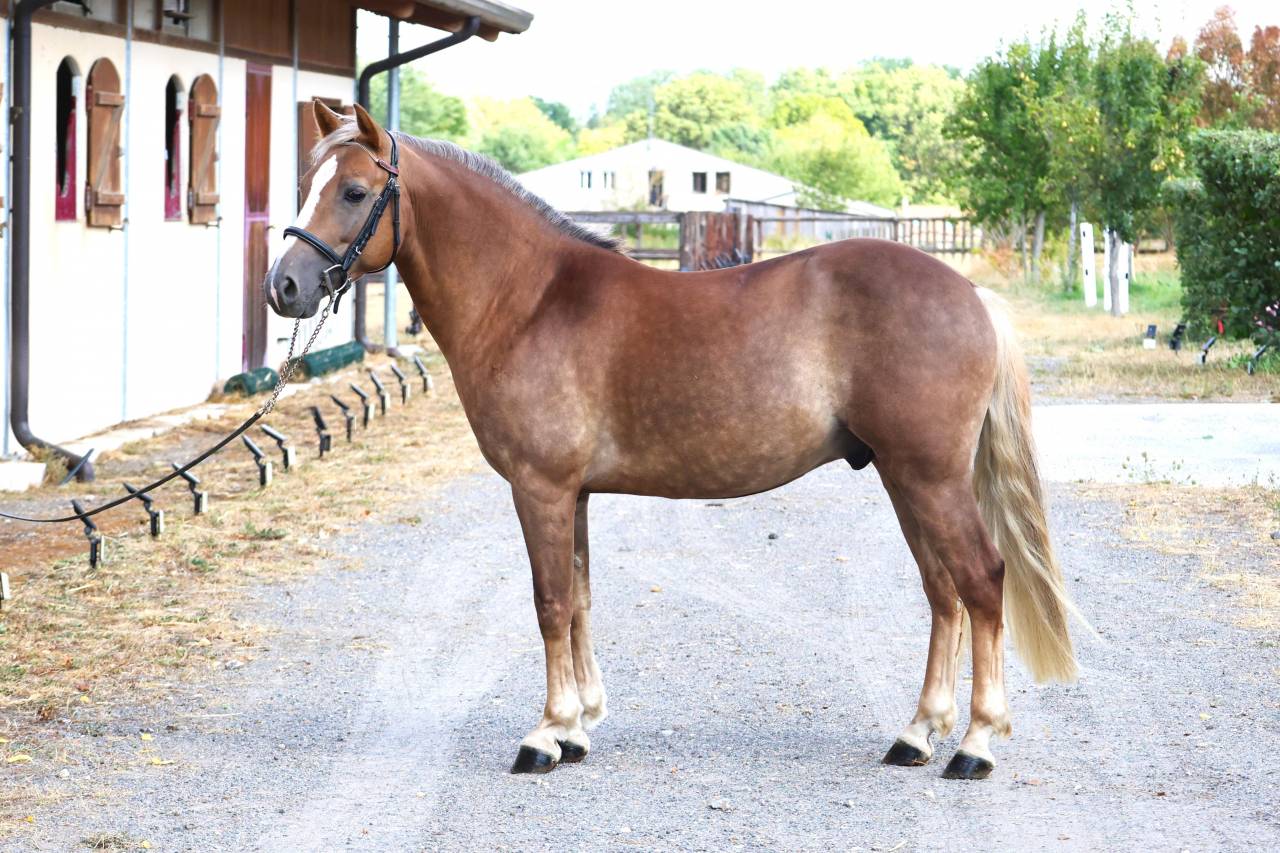 Caballo castrado PFS Poni Fran&ccedil;&eacute;s de Silla En venta 2021 Pelo de vaca por ACHILLE DE ST GERY