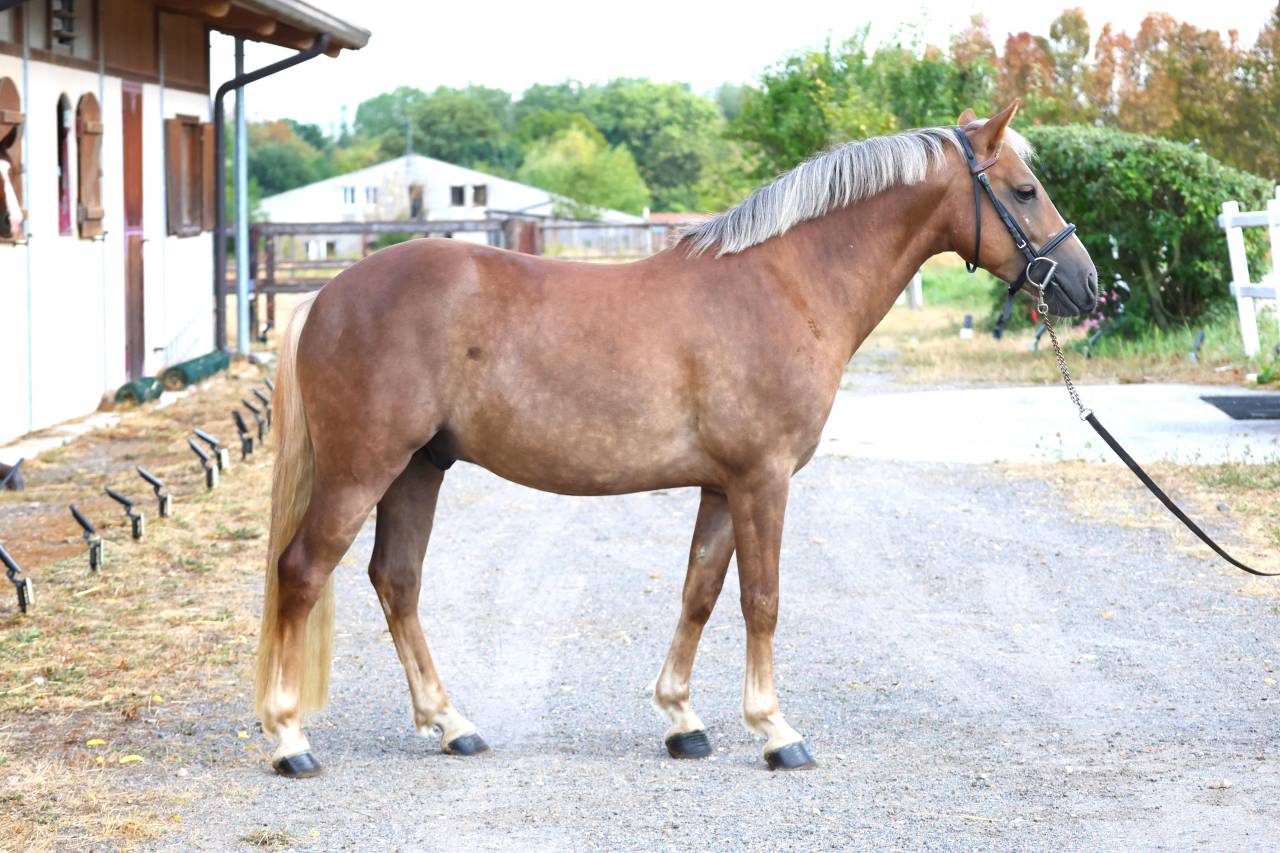 Caballo castrado PFS Poni Fran&ccedil;&eacute;s de Silla En venta 2021 Pelo de vaca por ACHILLE DE ST GERY
