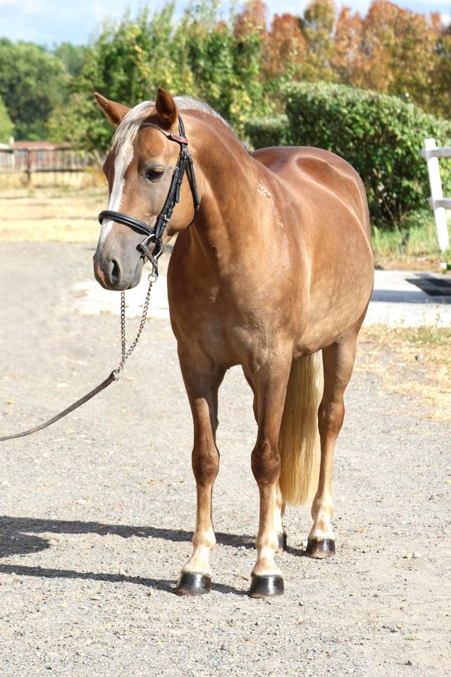 Caballo castrado PFS Poni Fran&ccedil;&eacute;s de Silla En venta 2021 Pelo de vaca por ACHILLE DE ST GERY