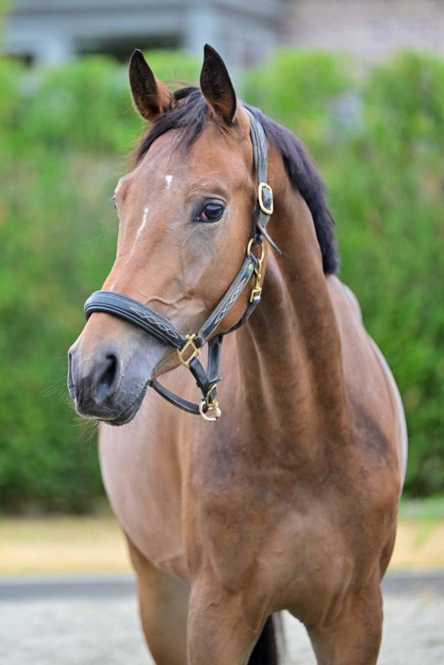 Yegua KWPN Caballo de Deporte Neerland&eacute;s En venta 2023 Bayo por Sam R