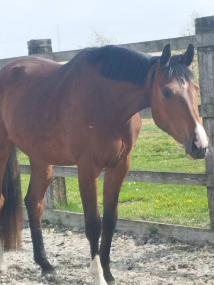 Caballo castrado Oldenburgu&eacute;s En venta 2023 Bayo