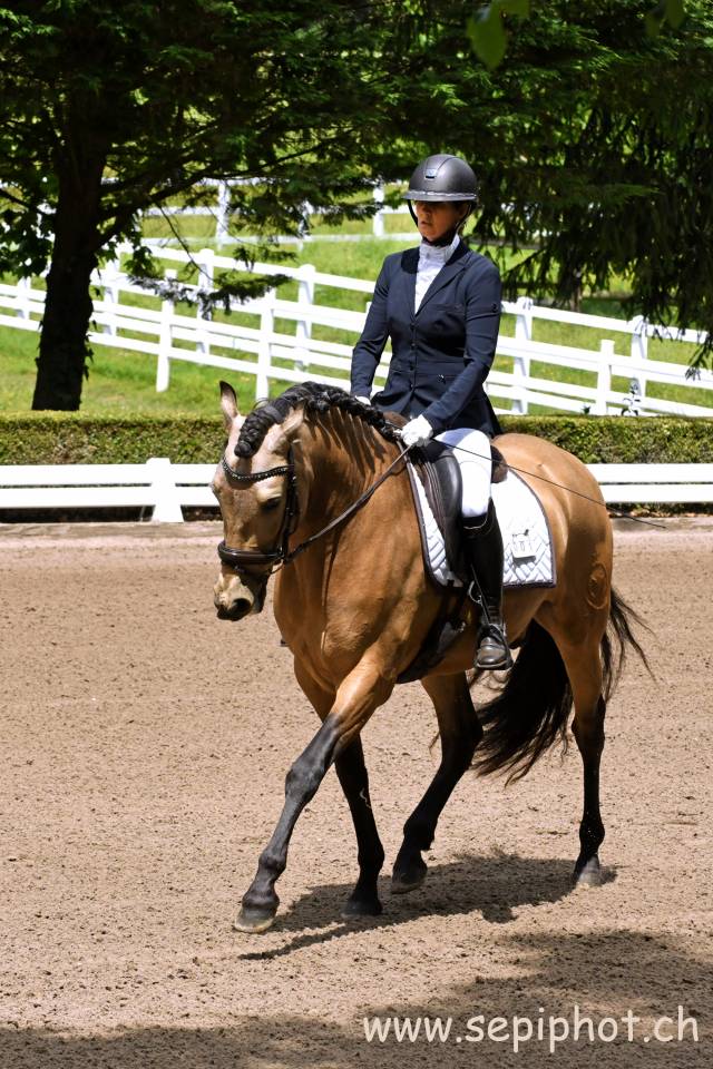 Caballo castrado PRE Pura Raza Espa&ntilde;ola En venta 2020 Isabelo