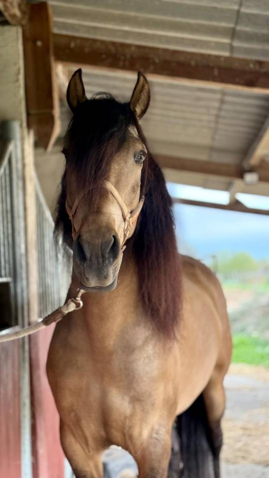 Caballo castrado PRE Pura Raza Espa&ntilde;ola En venta 2020 Isabelo
