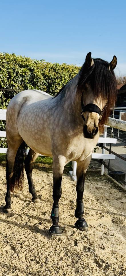 Caballo castrado PRE Pura Raza Espa&ntilde;ola En venta 2020 Isabelo