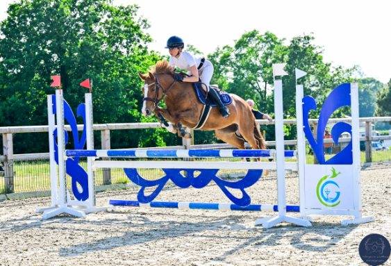 Yegua PFS Poni Fran&ccedil;&eacute;s de Silla En venta 2020 Alaz&aacute;n por Very star kerveyer