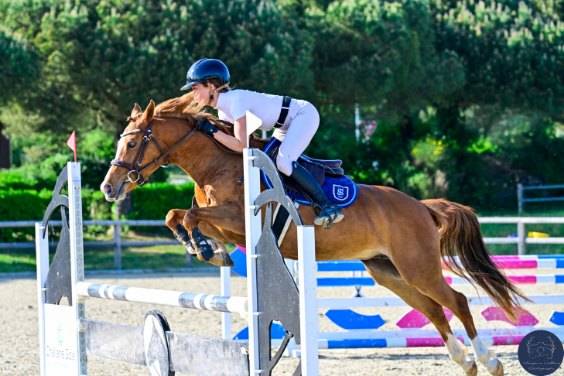 Yegua PFS Poni Fran&ccedil;&eacute;s de Silla En venta 2020 Alaz&aacute;n por Very star kerveyer
