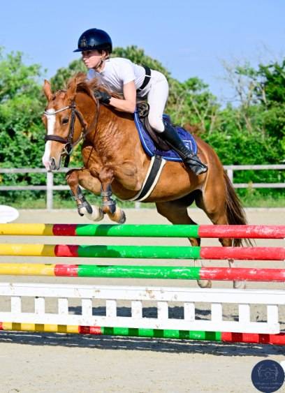 Yegua PFS Poni Fran&ccedil;&eacute;s de Silla En venta 2020 Alaz&aacute;n por Very star kerveyer