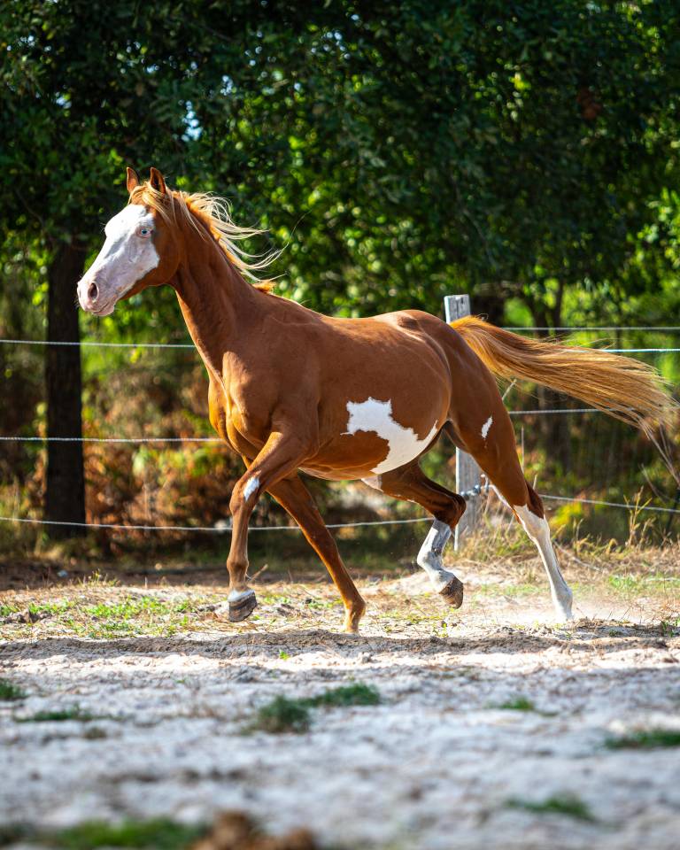 Potro Paint Horse En venta 2024 Overo