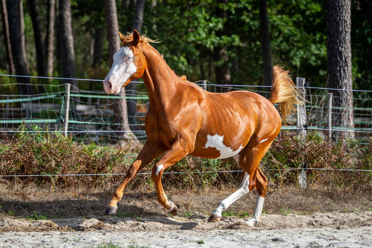Potro Paint Horse En venta 2024 Overo