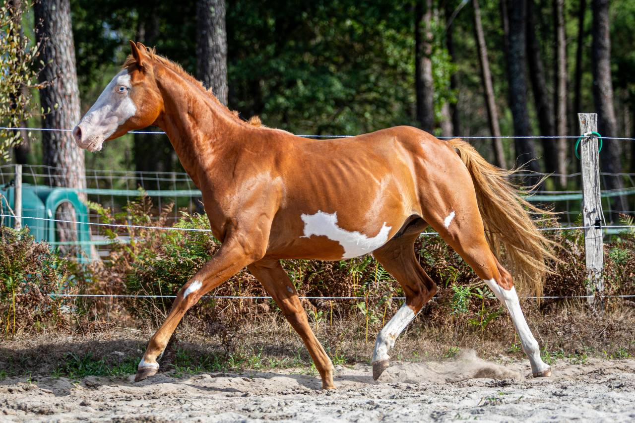 Potro Paint Horse En venta 2024 Overo