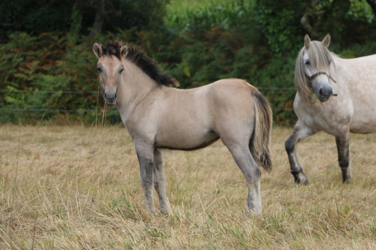 Potranca Highland En venta 2026 Tordo por BALMORAL MACGREGOR