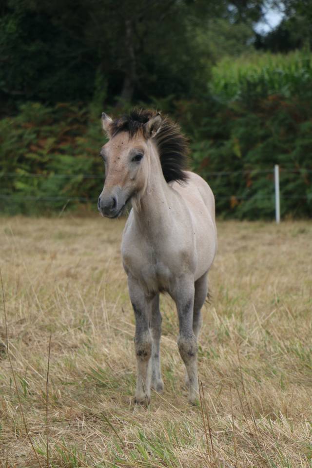 Potranca Highland En venta 2026 Tordo por BALMORAL MACGREGOR