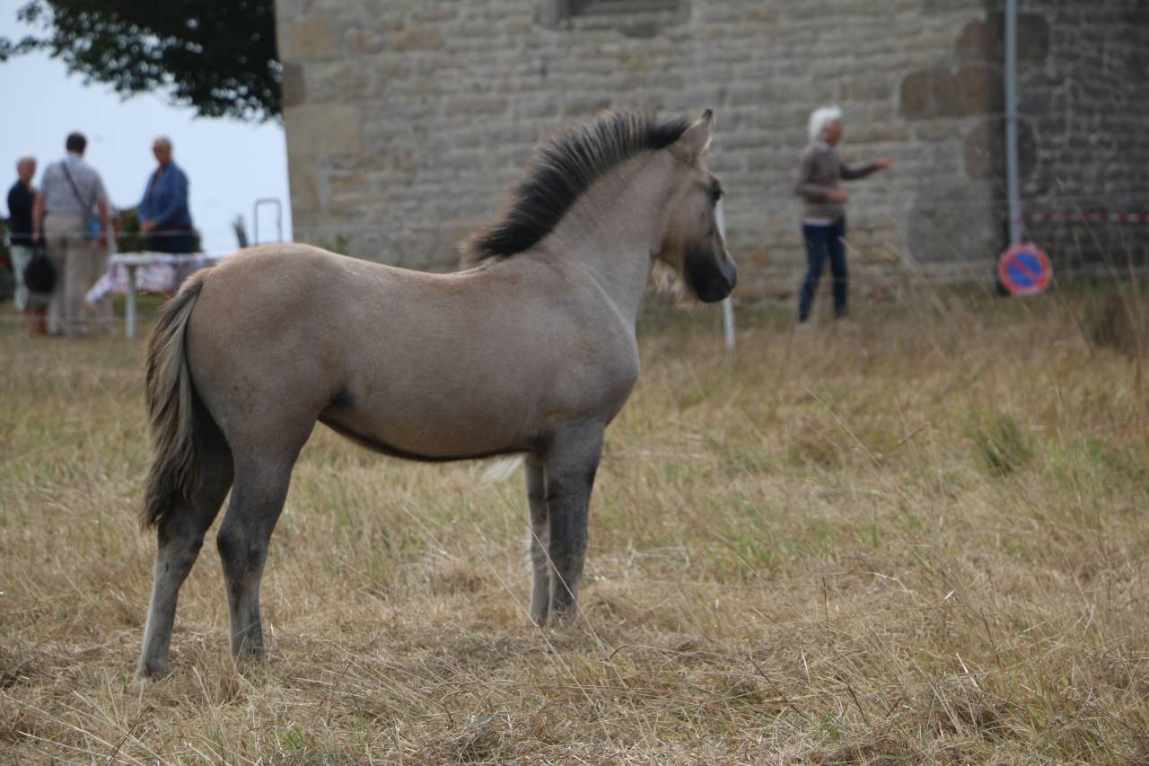 Potranca Highland En venta 2026 Tordo por BALMORAL MACGREGOR
