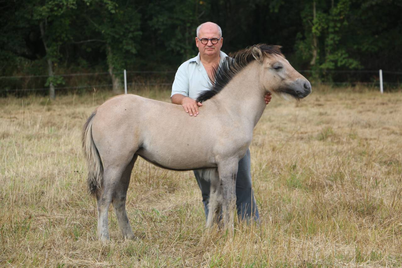 Potranca Highland En venta 2026 Tordo por BALMORAL MACGREGOR