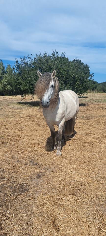 Potranca Highland En venta 2026 Tordo por BALMORAL MACGREGOR
