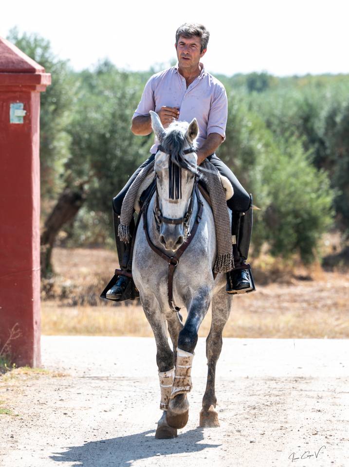 Caballo Cruzado 