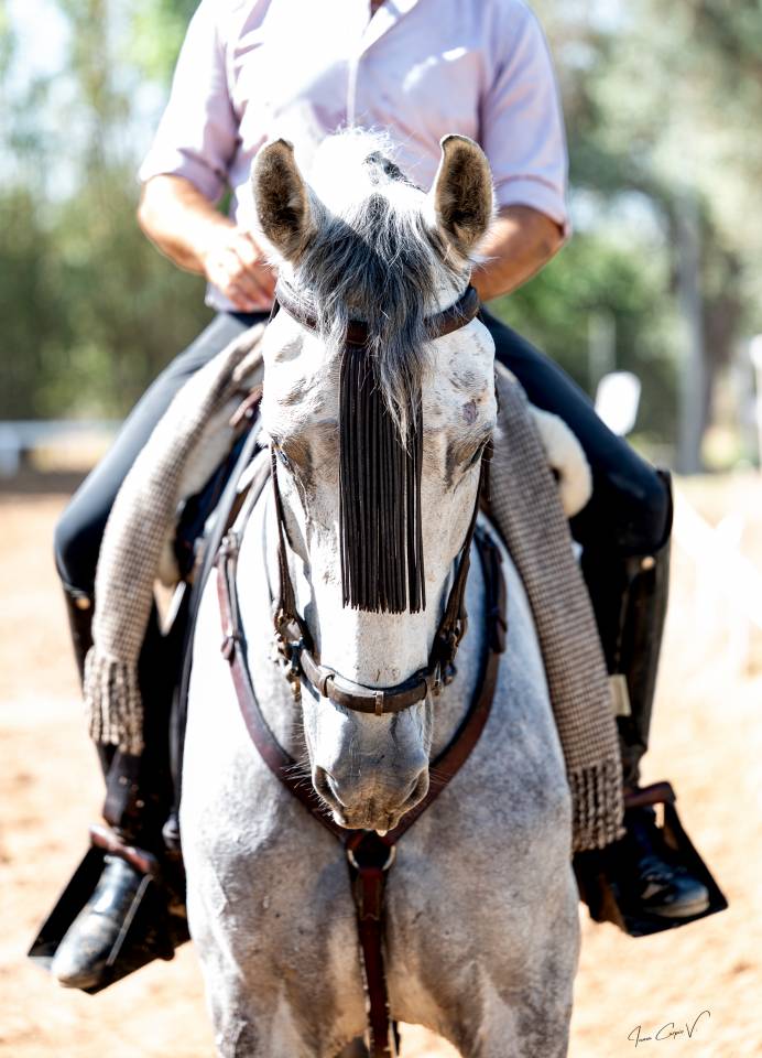 Caballo Cruzado 