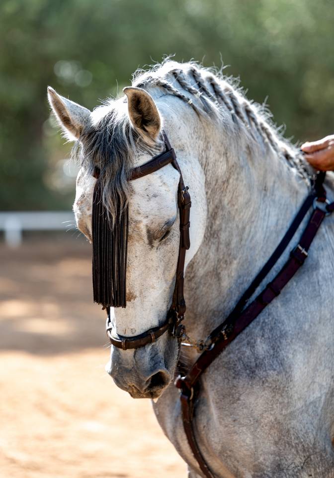 Caballo Cruzado 