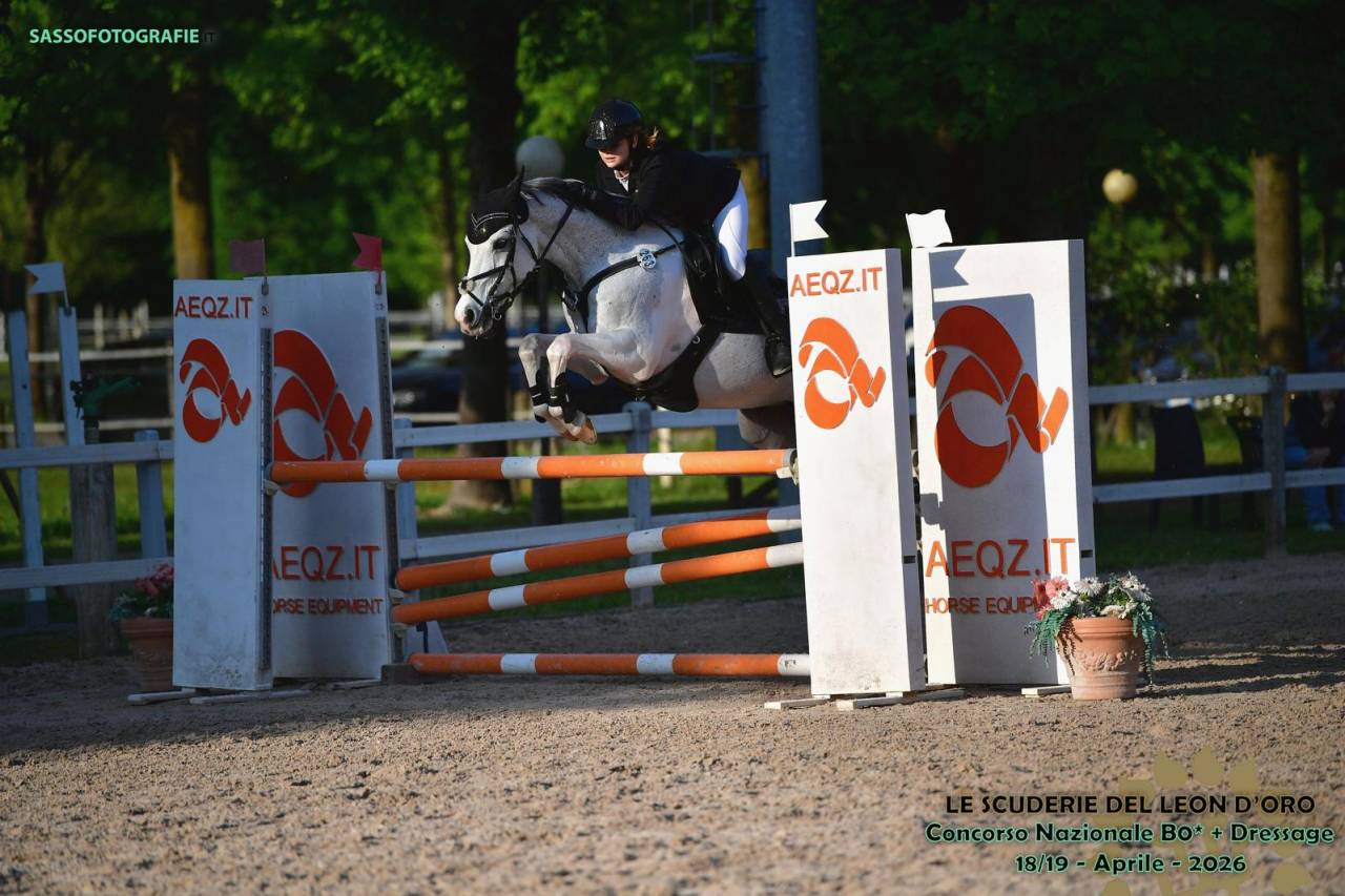 Caballo castrado PFS Poni Fran&ccedil;&eacute;s de Silla En venta 2008 Tobiano