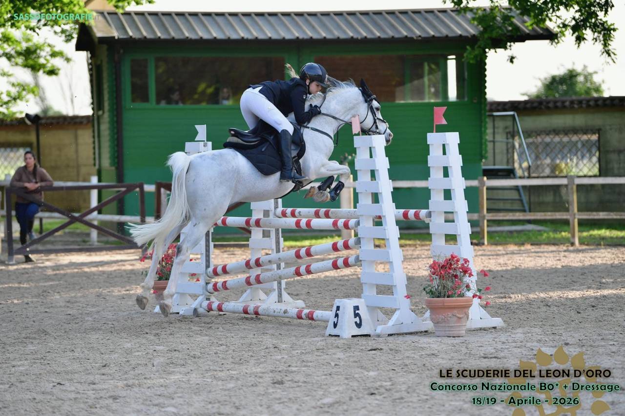 Caballo castrado PFS Poni Fran&ccedil;&eacute;s de Silla En venta 2008 Tobiano