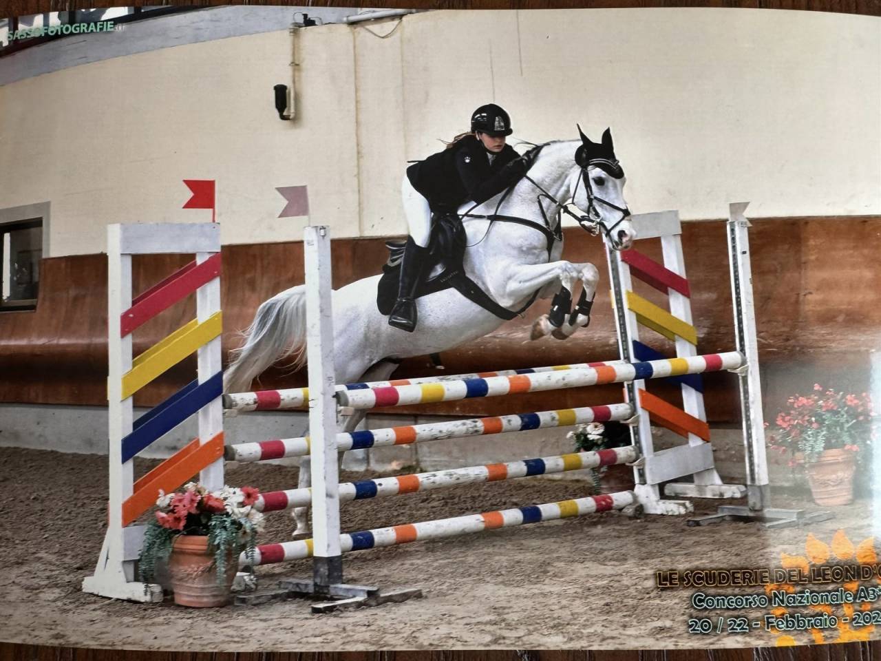 Caballo castrado PFS Poni Fran&ccedil;&eacute;s de Silla En venta 2008 Tobiano