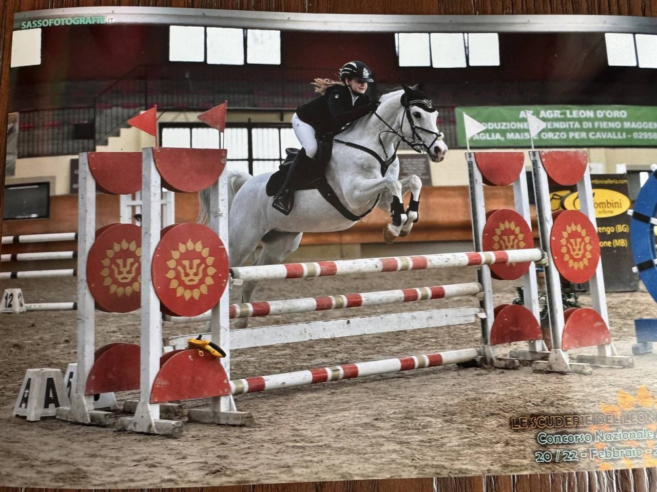 Caballo castrado PFS Poni Fran&ccedil;&eacute;s de Silla En venta 2008 Tobiano