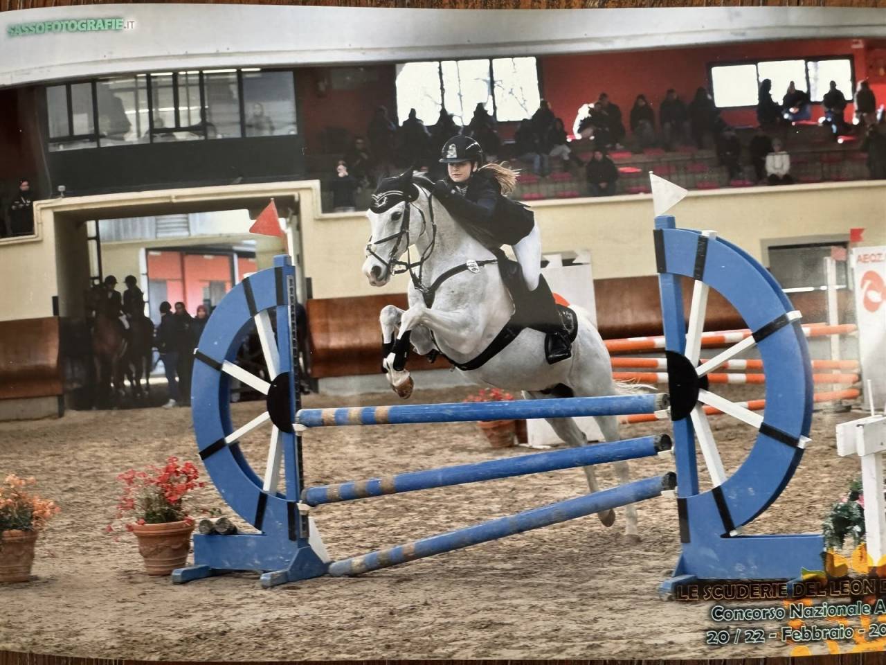 Caballo castrado PFS Poni Fran&ccedil;&eacute;s de Silla En venta 2008 Tobiano