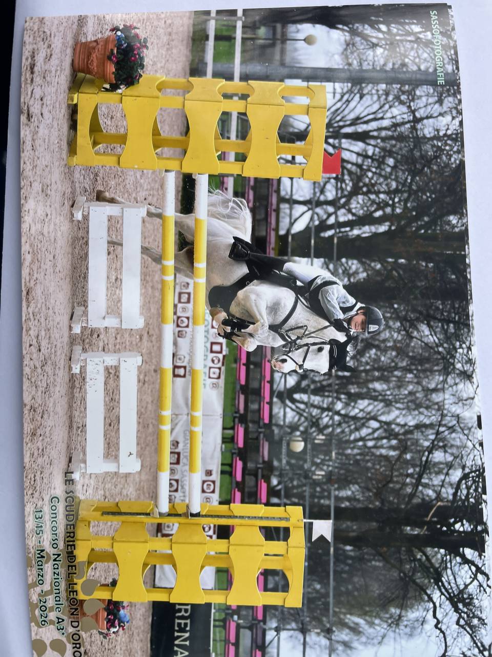 Caballo castrado PFS Poni Fran&ccedil;&eacute;s de Silla En venta 2008 Tobiano