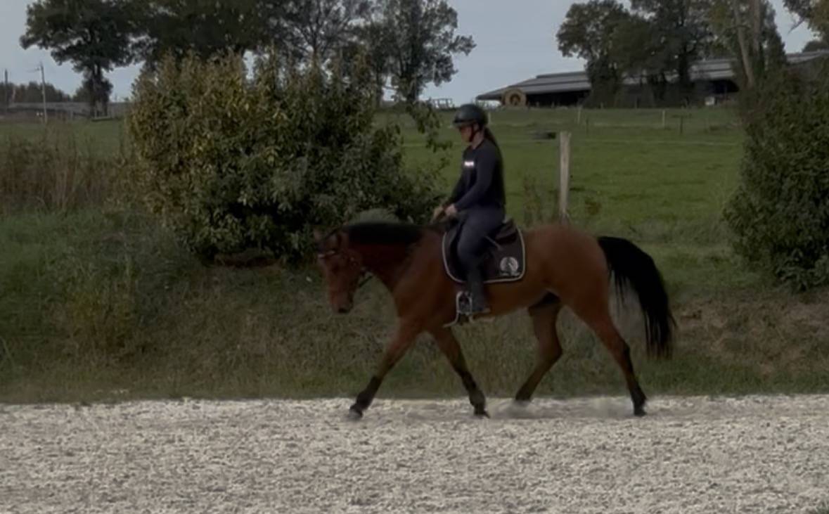 Caballo castrado Silla Franc&eacute;s En venta 2020 Bayo por CANTURANO