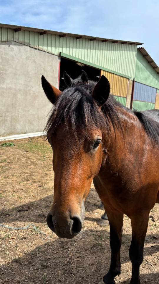 Caballo castrado New Forest En venta 2023 Bayo por ROB ROY DU GARON