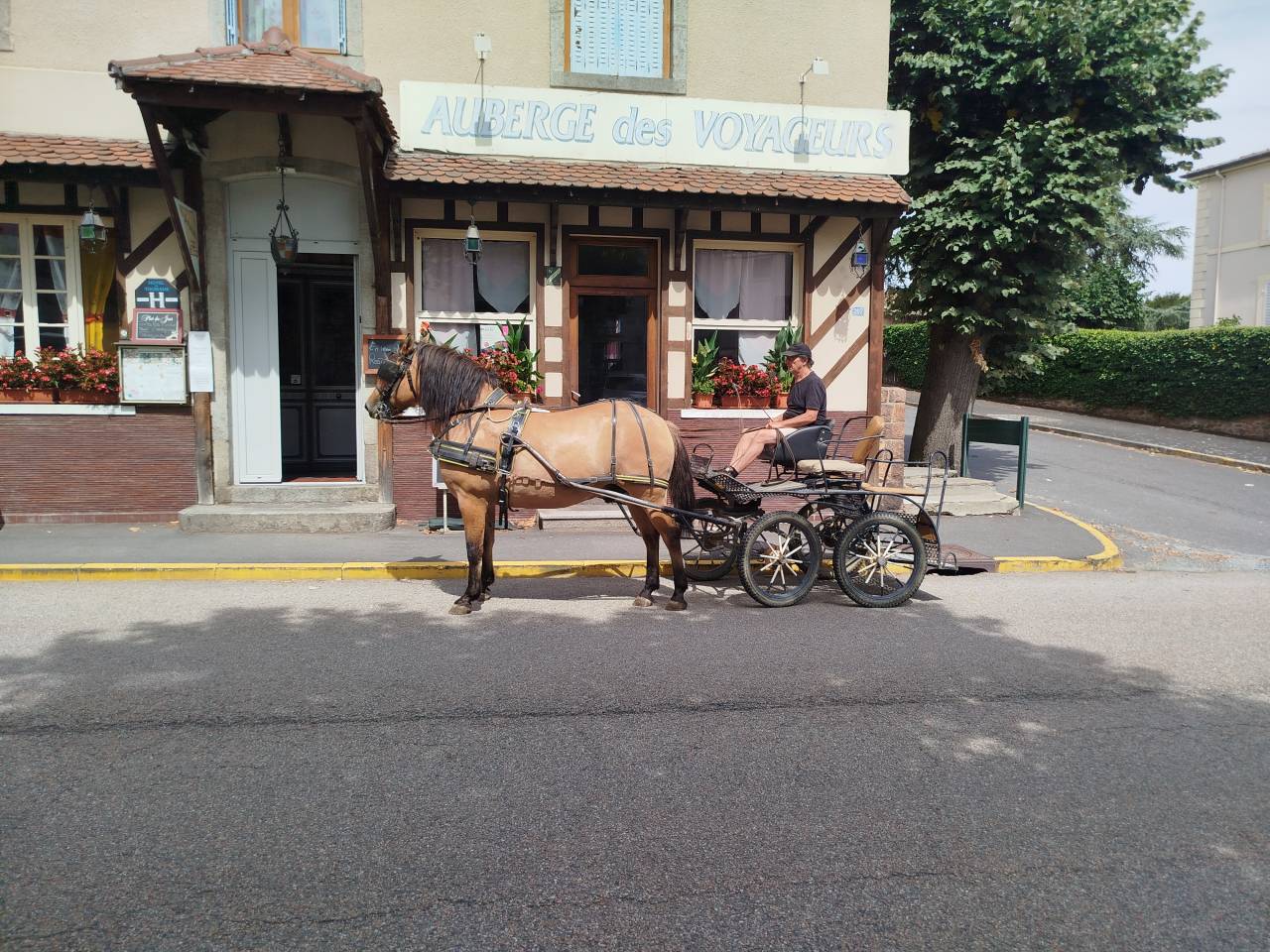 Caballo castrado Origen No Constatado En venta 2018 Bayo
