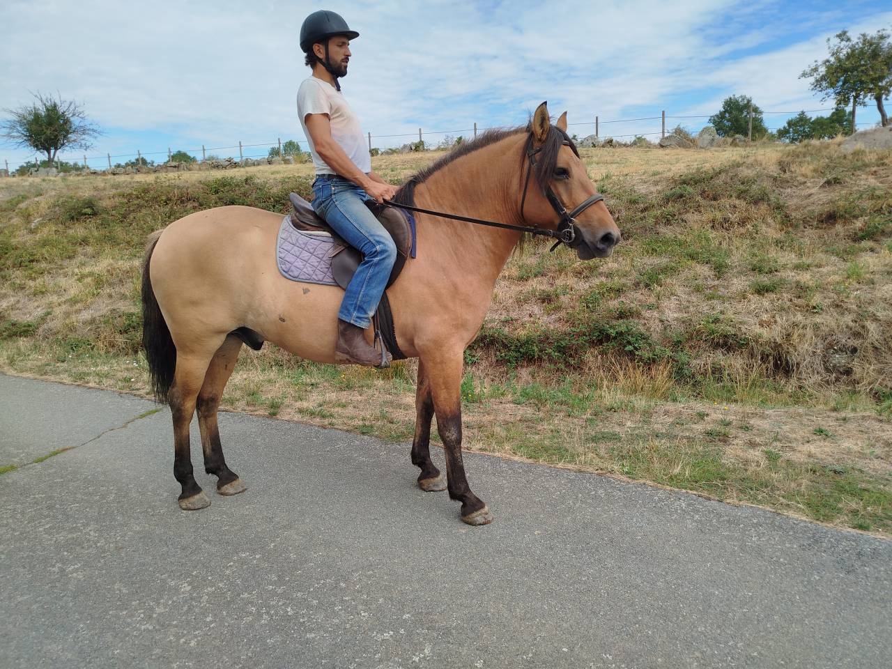 Caballo castrado Origen No Constatado En venta 2018 Bayo