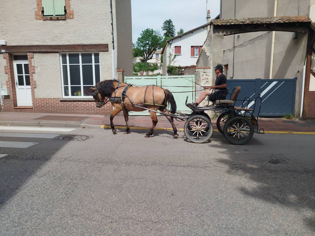 Caballo castrado Origen No Constatado En venta 2018 Bayo
