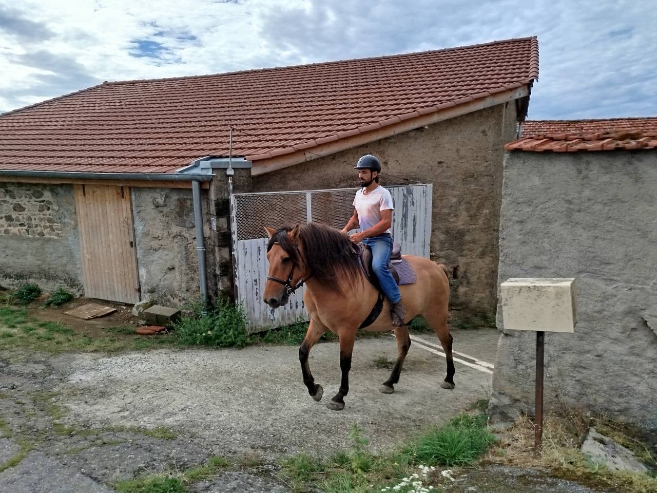 Caballo castrado Origen No Constatado En venta 2018 Bayo