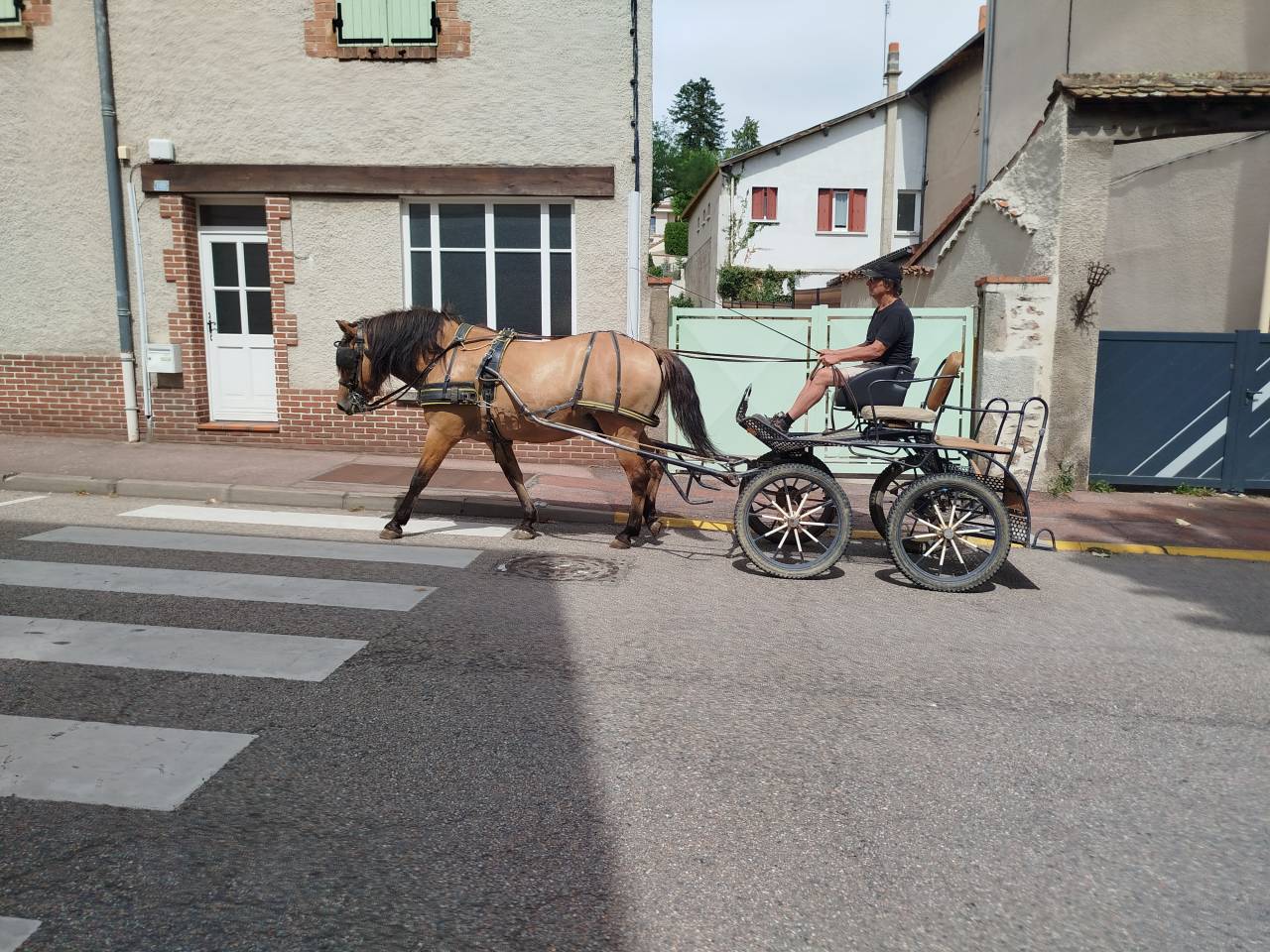 Caballo castrado Origen No Constatado En venta 2018 Bayo