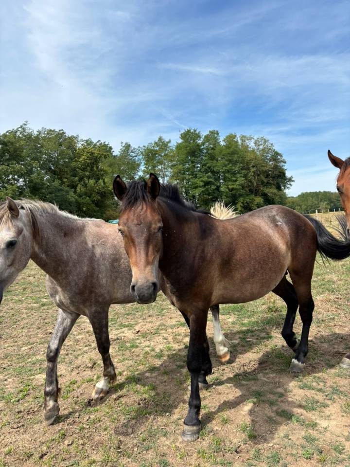 Caballo entero New Forest En venta 2024 Bayo por ROB ROY DU GARON