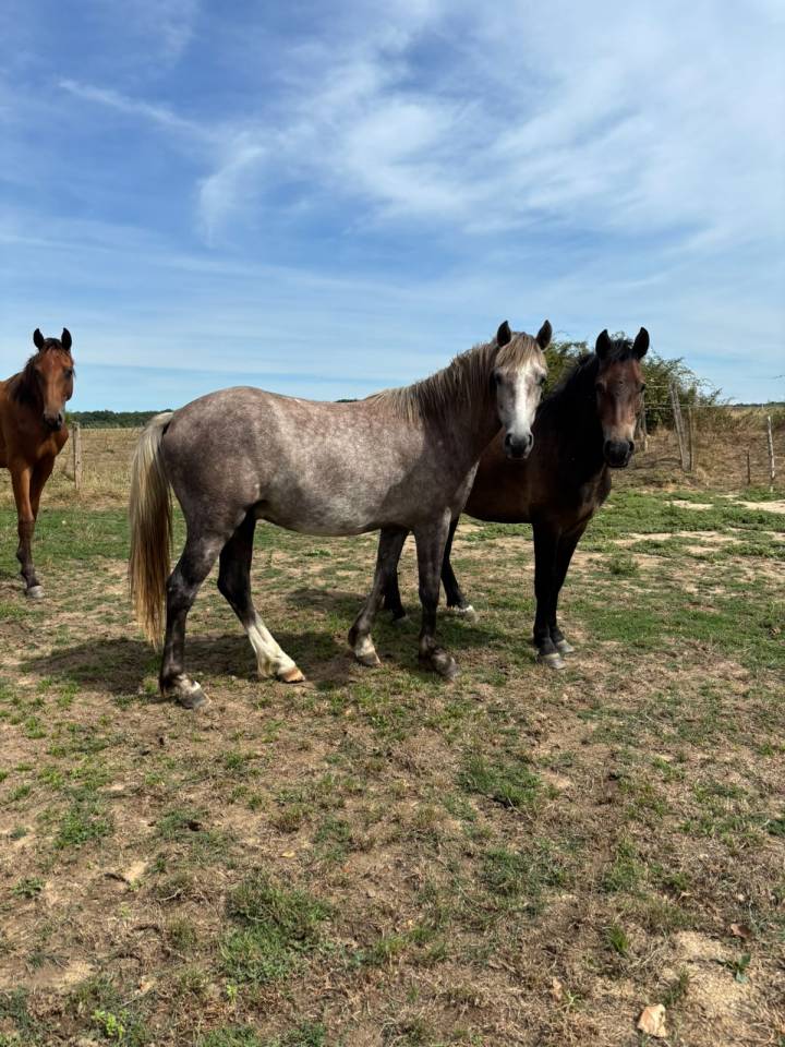 Caballo castrado New Forest En venta 2024 Alaz&aacute;n por ROB ROY DU GARON