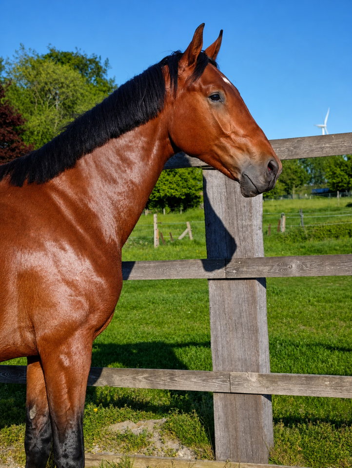 Caballo castrado Oldenburgu&eacute;s En venta 2024 Bayo
