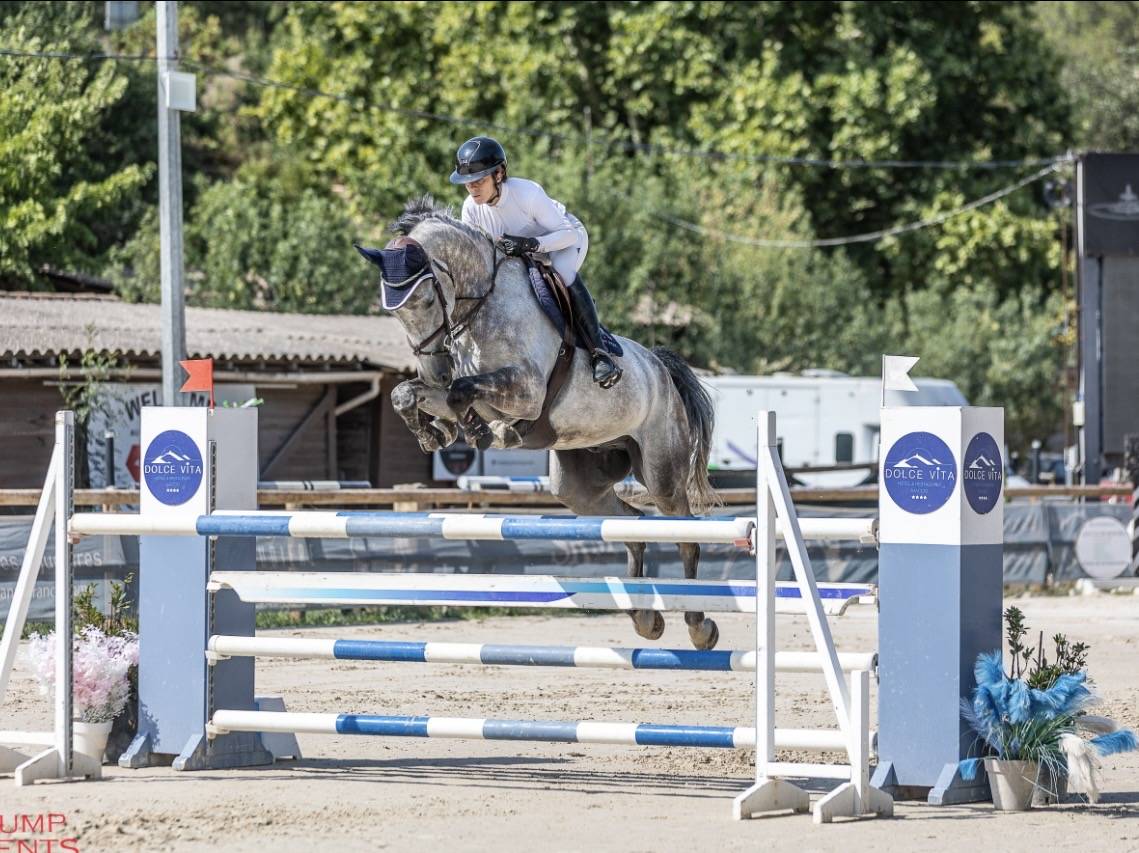 Caballo castrado Silla Franc&eacute;s En venta 2019 Tordo