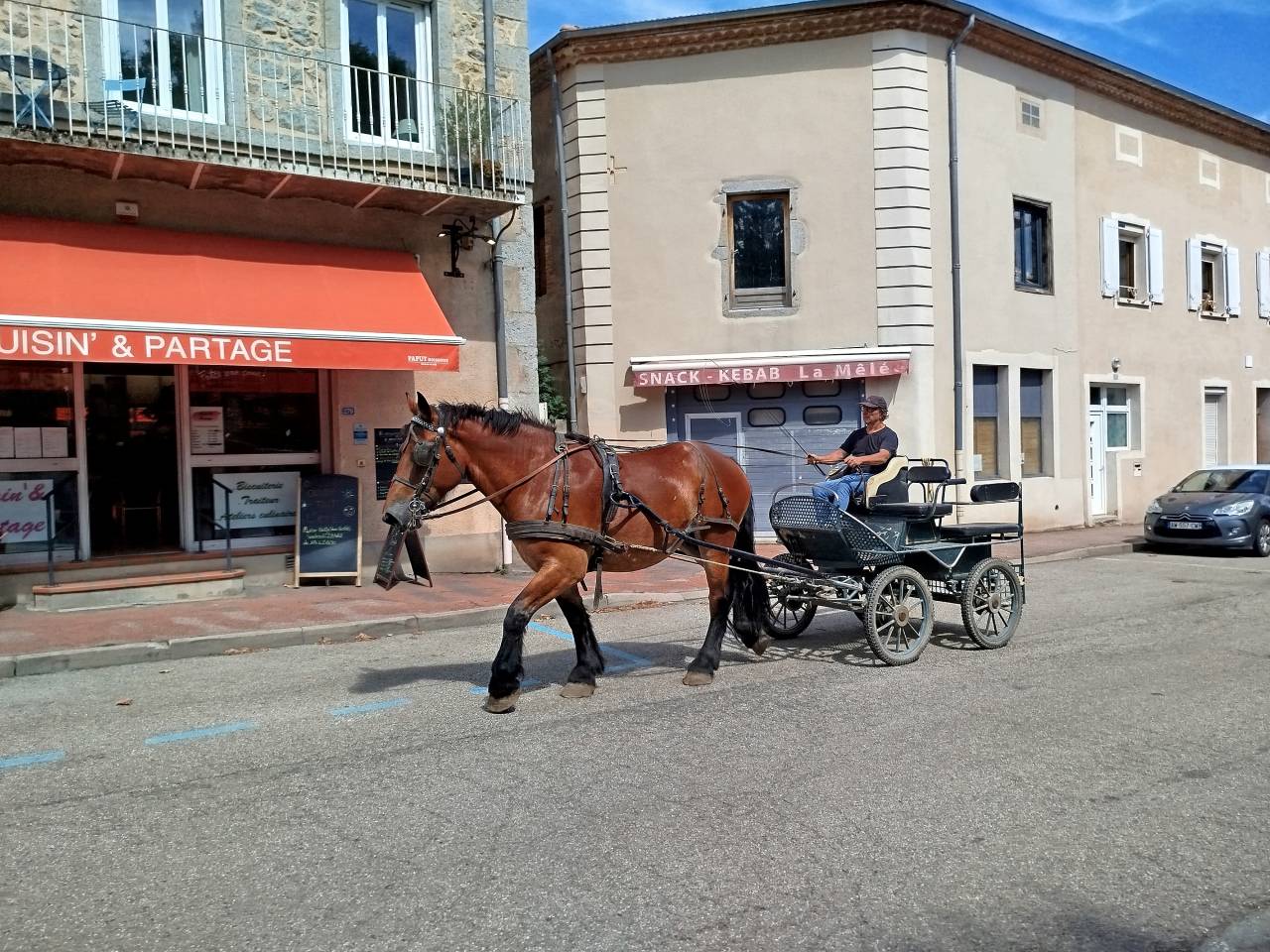 Yegua Tiro Auxois En venta 2022 Bayo