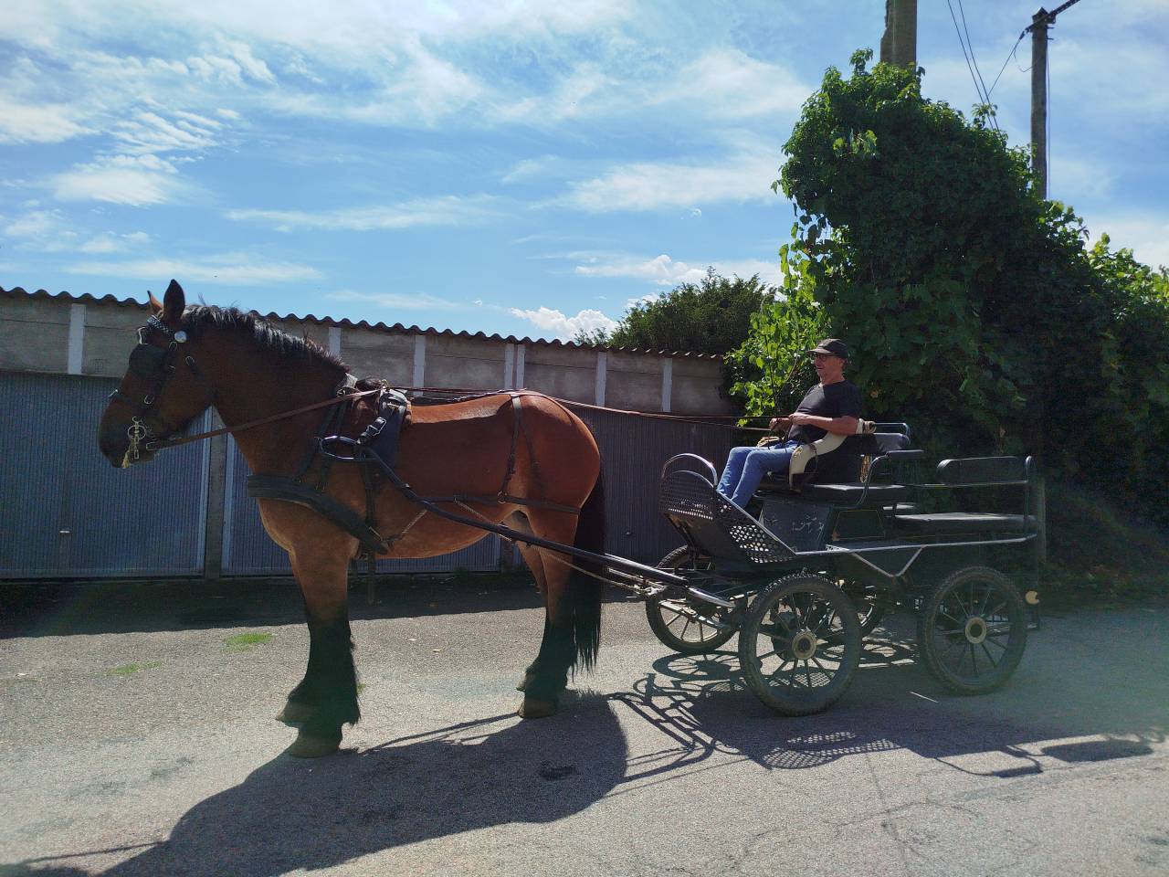 Yegua Tiro Auxois En venta 2022 Bayo