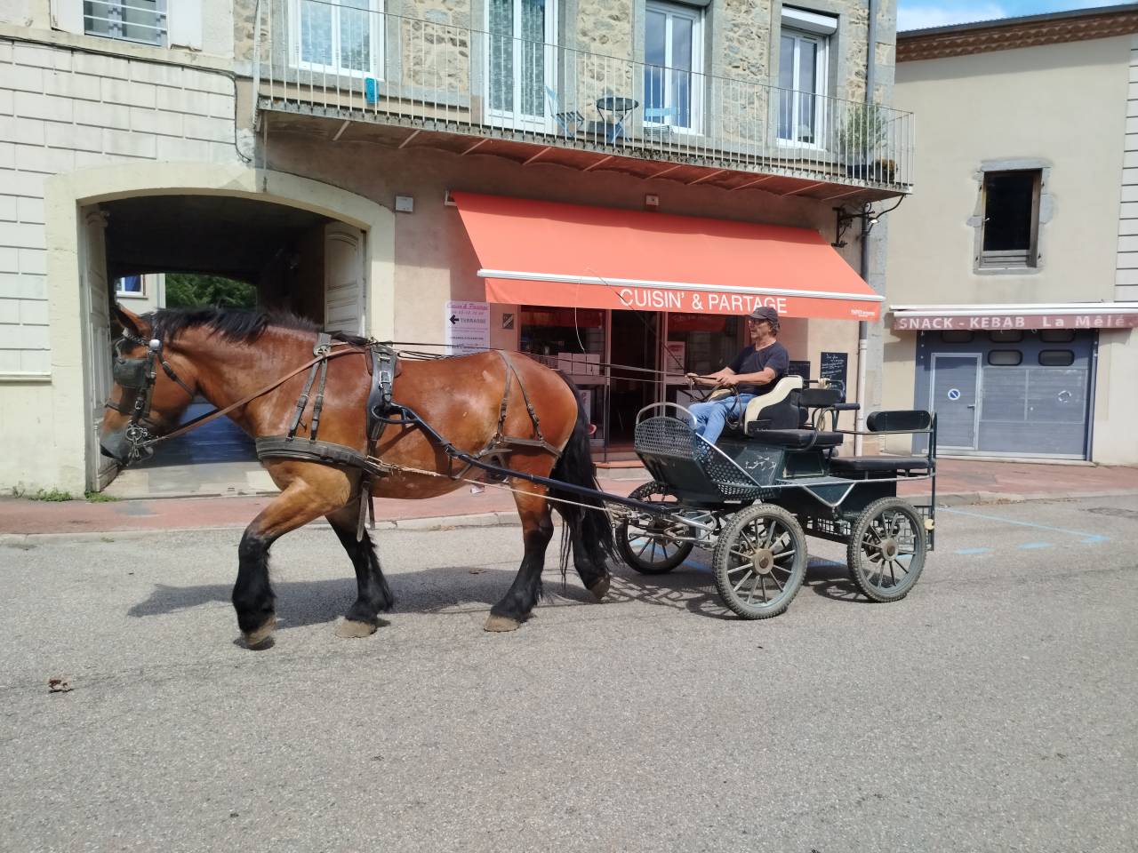 Yegua Tiro Auxois En venta 2022 Bayo