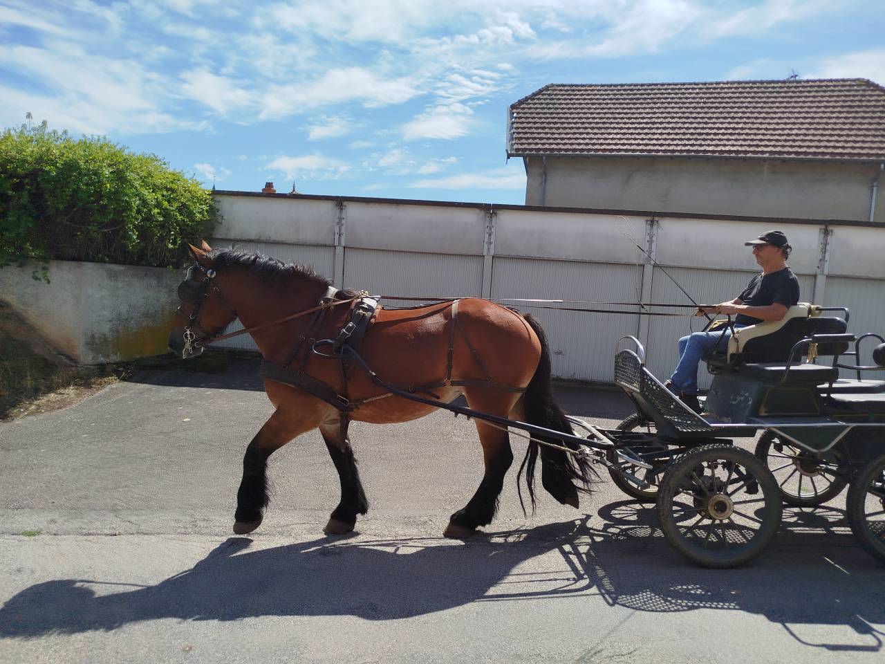 Yegua Tiro Auxois En venta 2022 Bayo