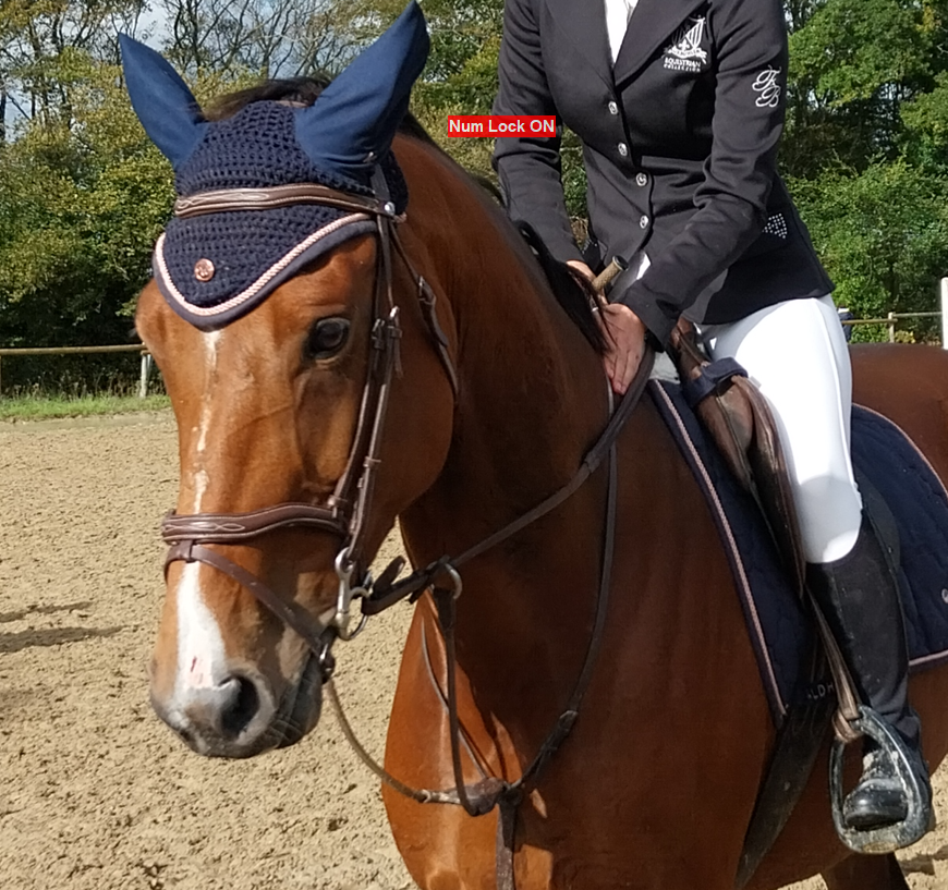 Yegua Silla Franc&eacute;s En venta 2019 Bayo por URANO DE CARTIGNY